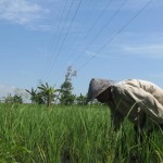 PETANI MELAKUKAN PEMUPUKAN