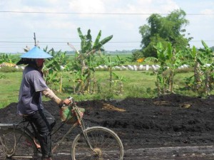 BURUH TANI MELINTAS DI SWAH YANG BARU DIPANEN