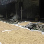 MENJEMUR PADI DI HALAMAN RUMAH