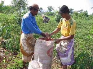 PETANI MEMANEN CABE DI LADNG