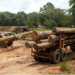 illegal logging