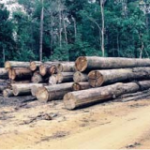 penebangan liar