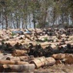 illegal-logging