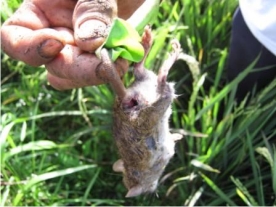 hama-tikus