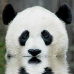panda-raksasa-ed