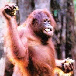 orangutan