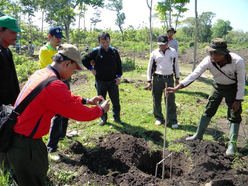 MENGUKUR LUBANG TANAM: Lubang tanam diukur, lebar dan kedalamannya serta pemupukan dan perawatan Juga jarak tanam di kawal ketat.