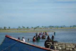 walhi mahasiswa masyarakat aceh tanam mangrove