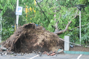 pohon-tumbang-maiwanews