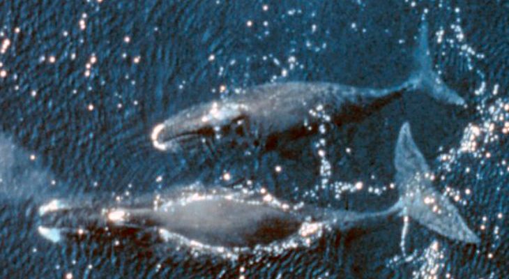 Ikan Paus Kepala Busur oleh NOAA dari Wikimedia