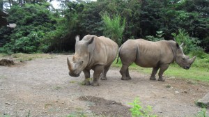 badak-taman-safari-maiwanews