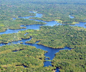 Amazon Rainforest, dekat Manaus, ibukota negara bagian Brasil Amazonas (Foto: Neil Palmer).