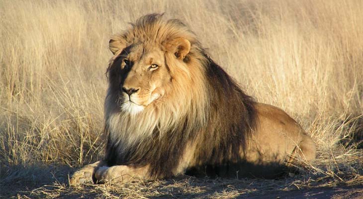 Gambar Ilustrasi Singa (Foto: Kevin Pluck)