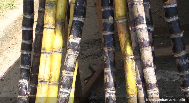 20220409-tebu-1okt2005