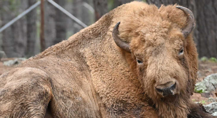 2023030304-bison-amerika